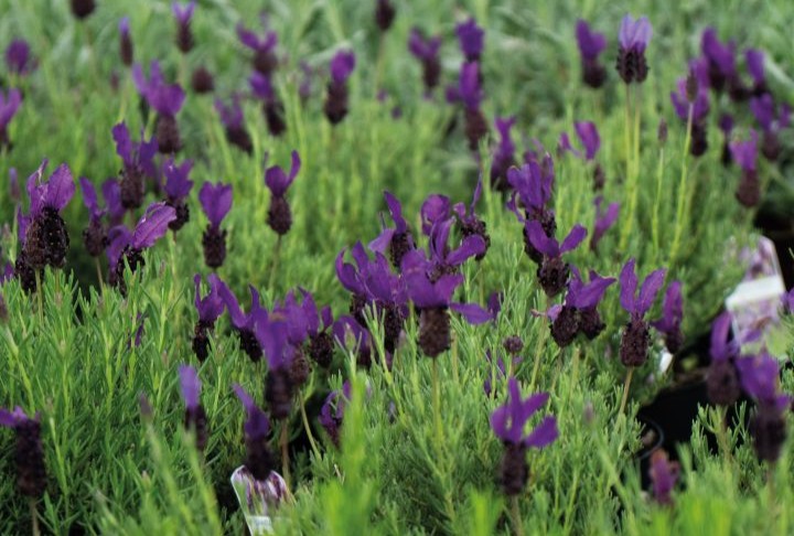 Lavandula stoechas