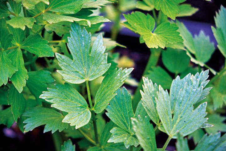 folhas de LEVISTICUM OFFICINALIS
