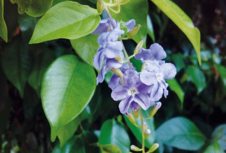 RUNGIA KLOSII