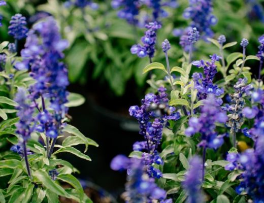 Salvia nemerosa