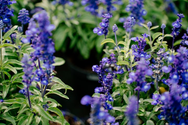 Salvia nemerosa