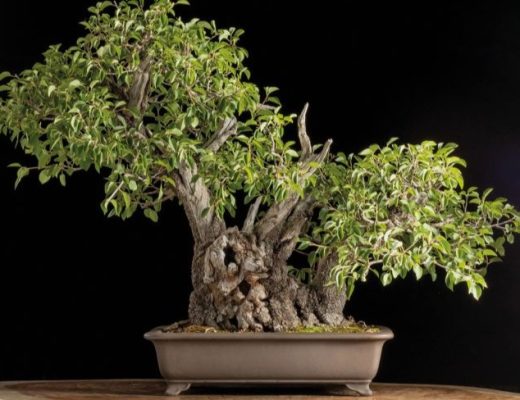 Bonsai