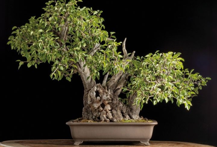 Bonsai