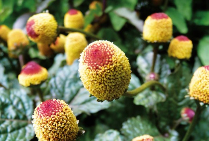 SPILANTHES OLERACEA