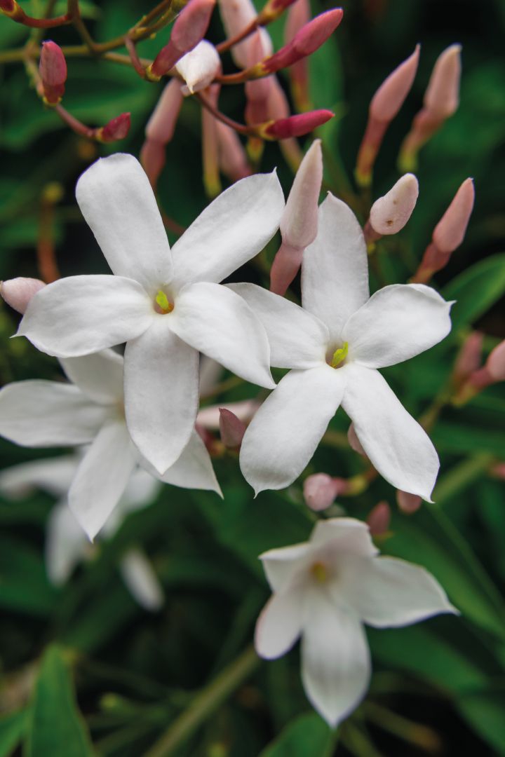 flores brancas de jasminum