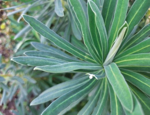 folhagem da Euphorbia characias