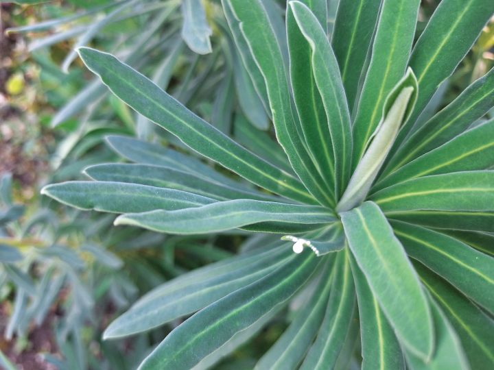 folhagem da Euphorbia characias