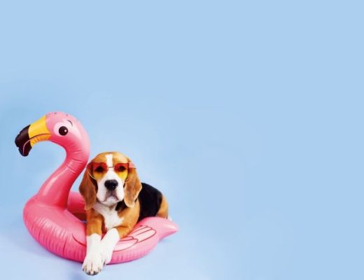Cão beagle em cima de boia