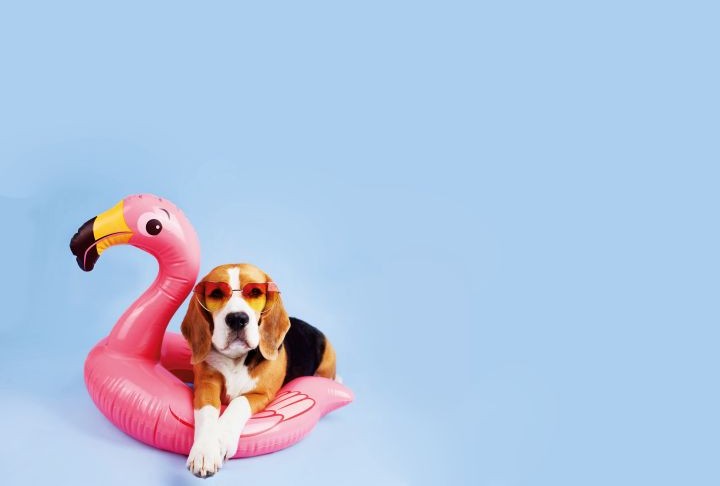 Cão beagle em cima de boia