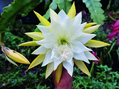 flor de cato-orquidea amarelo e branco