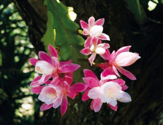 flor de cato-orquidea rosa e branca