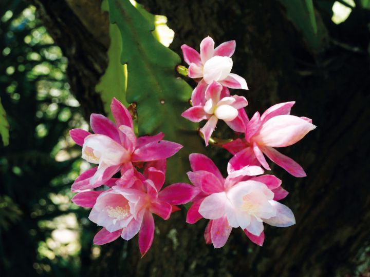 flor de cato-orquidea rosa e branca