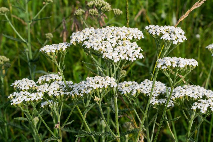 ACHILLEA MILLEFOLIUM de flor branca e baixa manutenção