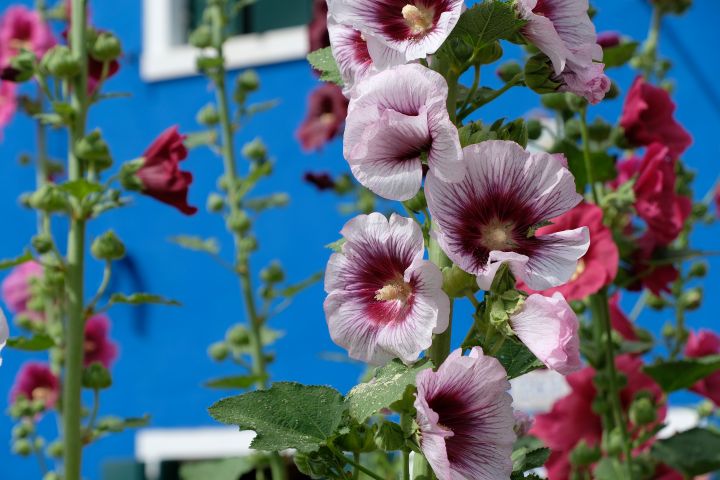 ALCEA ROSEA de flor rosa