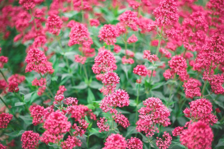 CENTRANTHUS RUBER de flor rosa