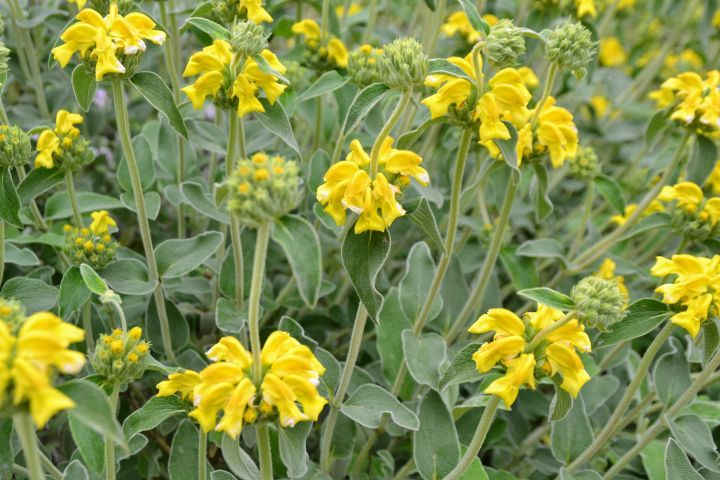 PHLOMIS FRUTICOSA de flor amarela, uma planta de baixa manutenção