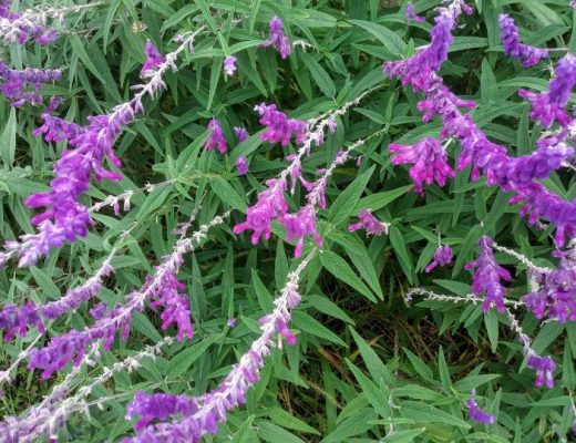 SALVIA LEUCANTHA com flor roxa