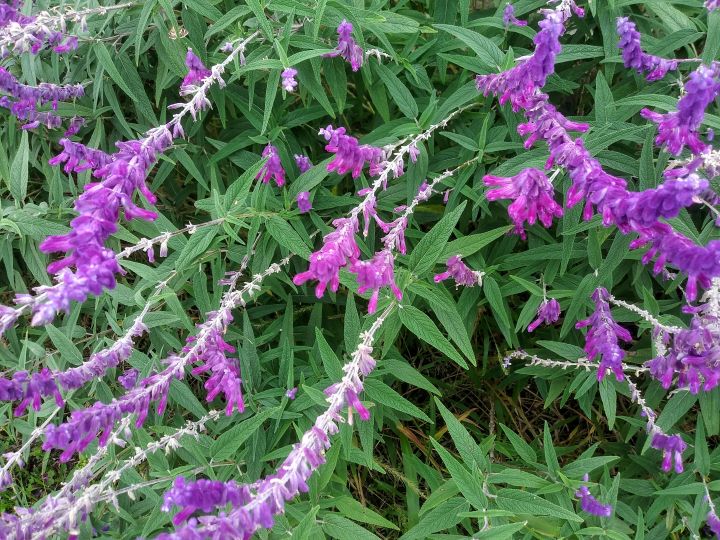 SALVIA LEUCANTHA com flor roxa, ideal para jardins de baixa manutenção