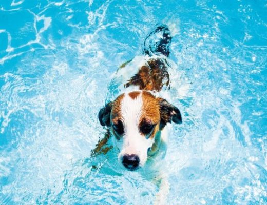 cão dentro de água num dia de muito calor