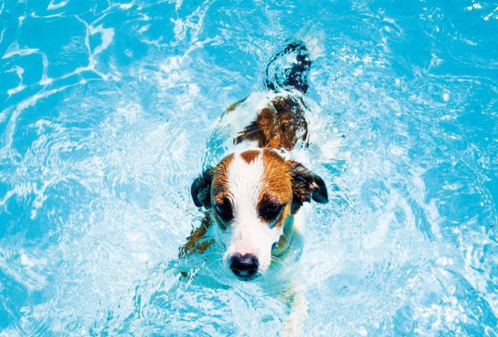 cão dentro de água num dia de muito calor