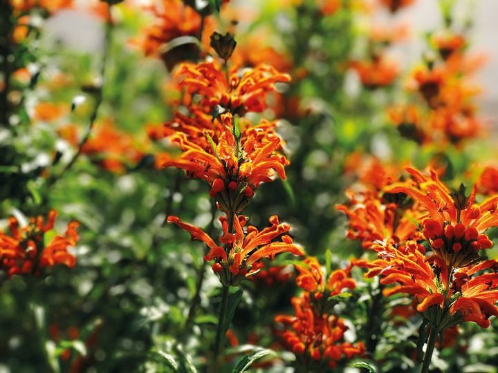 rabo-de-leão (Leonotis leonurus)