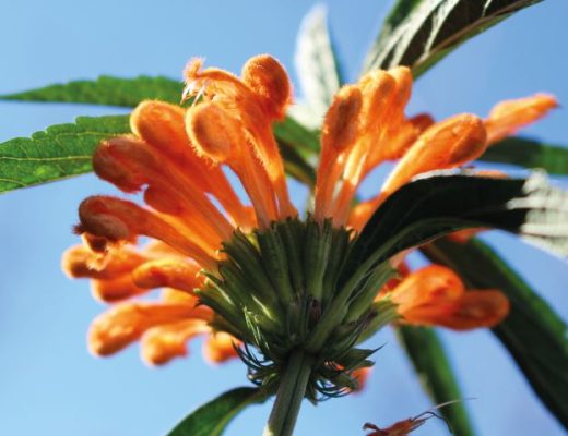flor de rabo-de-leao laranja