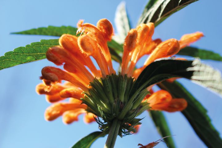 flor de rabo-de-leao laranja