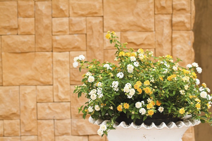 Lantanas em vaso