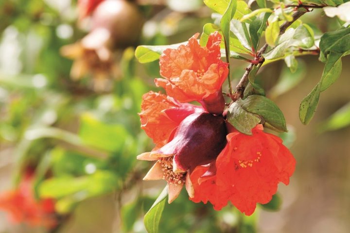 Punica granatum