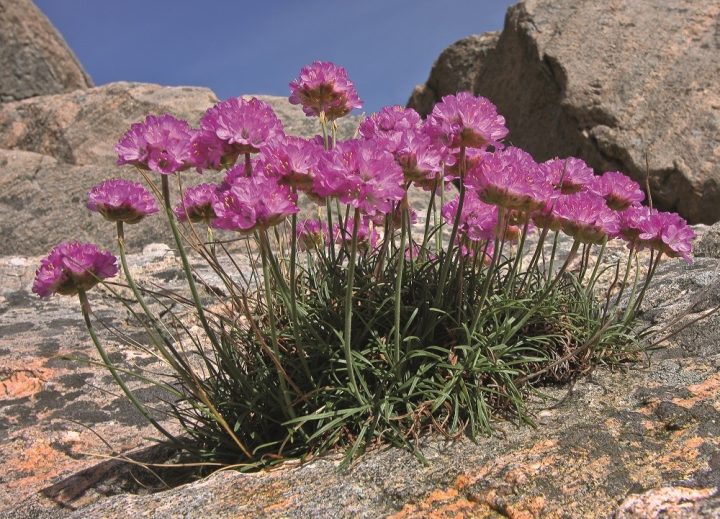Armeria maritima