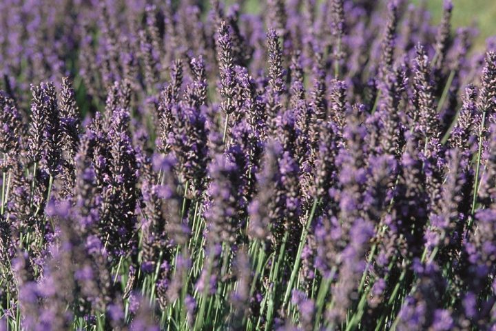 Lavandula angustifolia