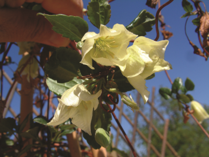 Clematis cirrhosa "Jingle Bells" branca
