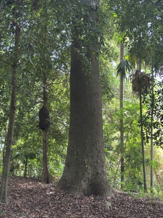 CAJUEIRO GIGANTE no JARDIM BOTANICO DE CARTAGENA, Colombia