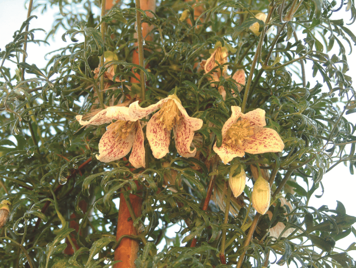 Clematis cirrhosa "Freckles"