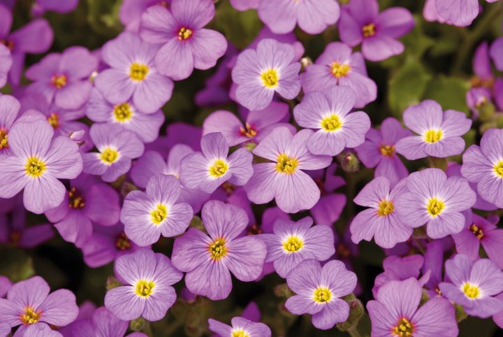 Aubrietas