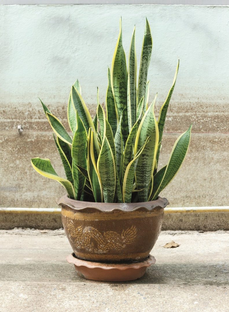 Espada-de-sao-jorge em vaso