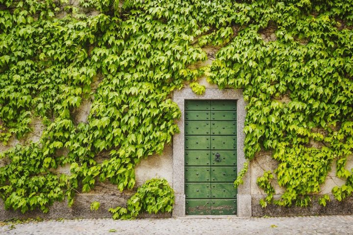 trepadeira a cobrir parede, com porta verde no meio.