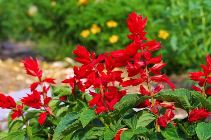 Salvia splendens