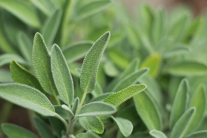 Salvia officinalis