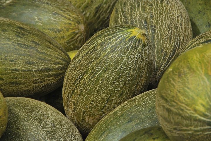 Melão de casca verde