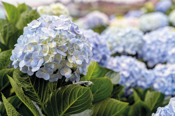 hortênsia