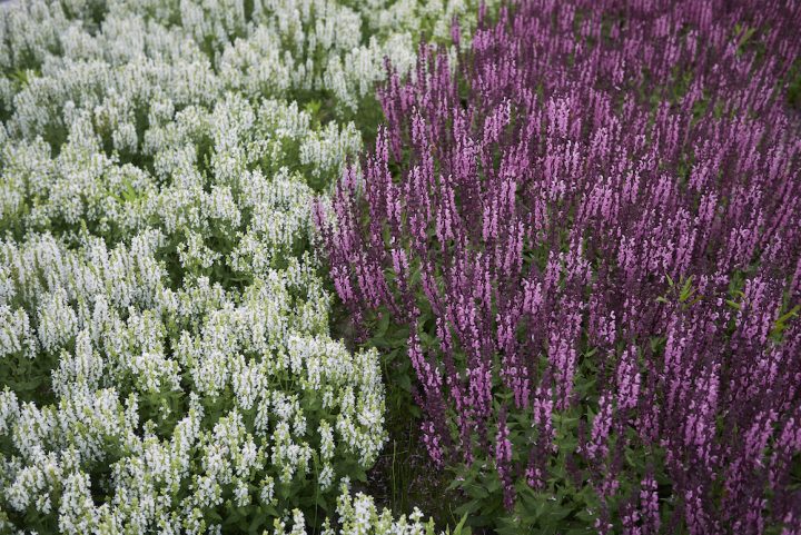 Salvia nemorosa