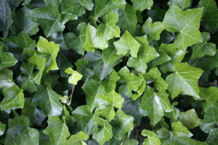 Folhagem da hera (hedera helix)