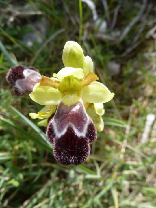 orquídeas silvestres