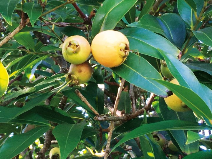Syzygium jambos com fruto