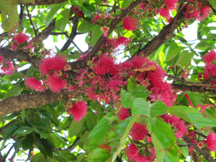 Syzygium malaccense com flor