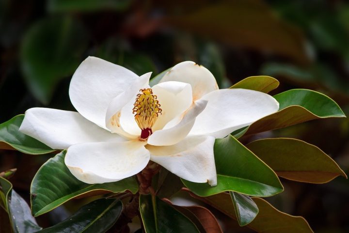flor de magnólia