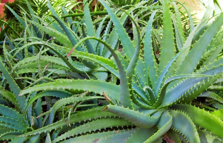 Aloe vera adulto