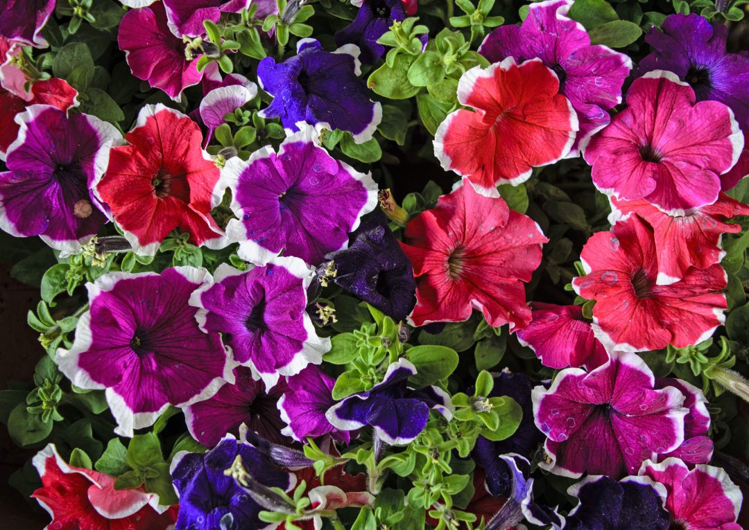 Petúnias