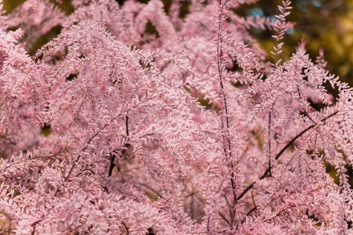 tamarix com flores